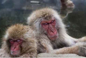 myoko snow monkeys